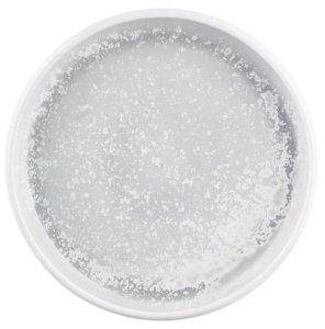 Round Plate | Willow 260mm